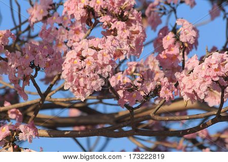 Tabebuia rosea pink flowers bloom beautifully photographed apparently blurred.