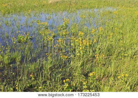 Wet meadow with yellow marsh marigold flowers