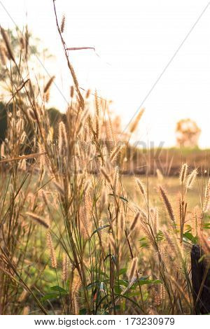 Vertical selective focus at shining grass at sunset field