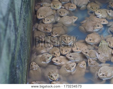 Adult frogs in farm pond for breeding and sell in Thailand. Adult frogs is raw material of Thai hot and spicy fried food.