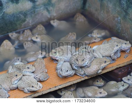 Adult frogs in farm pond for breeding and sell in Thailand. Adult frogs is raw material of Thai hot and spicy fried food.