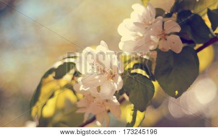 Beautiful delicate creamy white flowers with green leaves on the apple tree in the spring