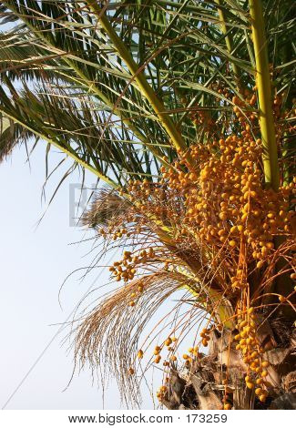 Kretensiske Palm