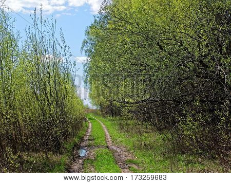 dirt road after rain, Tula oblast, Russia