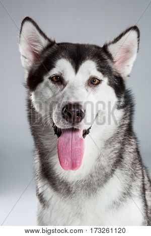 Portrait of siberian husky on gray background. Adult dog looking at the camera