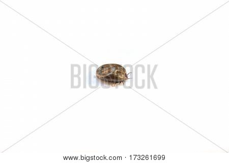 Dog tick blood sucked insect on white background isolated