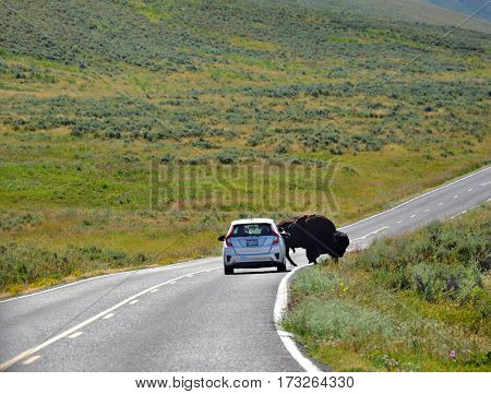 Bison stops car as it crosses the road in Yellowstone National Park in Wyoming.