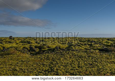 Eldhraun lava field (moss cover on lava rock) beautiful volcanic landscape of Iceland in summer season