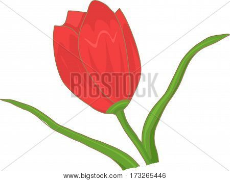 A red tulip bud on a white background.