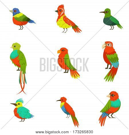 Exotic Birds From Jungle Rain Forest Set Of Colorful Animals Including Species Of Paradise Birds And Parrots. Winged Fauna Of Southern Regions With Bright Color Feathers Vector Illustrations.