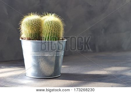 Closeup of The Golden ball cactus. Echinocactus.