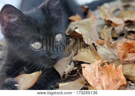 Black cat playing on the autumn leaves. Kitten