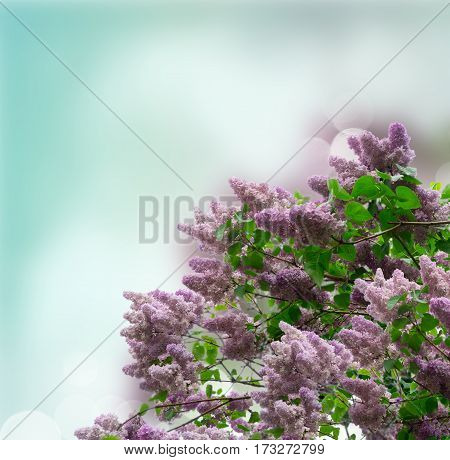 Lilac blooming tree with violet flowers and green leaves on blue sky background