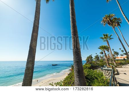Palm trees in Laguna Beach in California