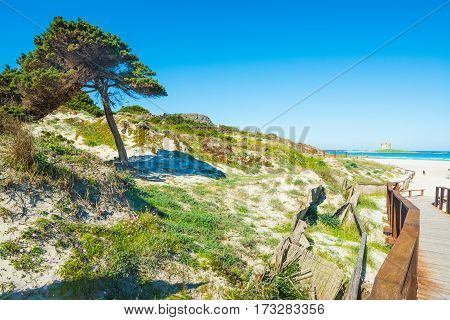 pine tree by the sea in Stintino Sardinia