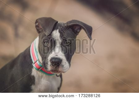 American Pitbull