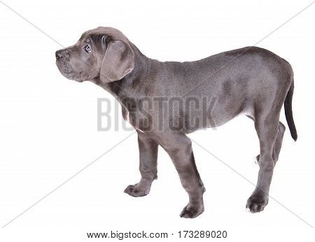 Cane corso puppy isolated on a white background
