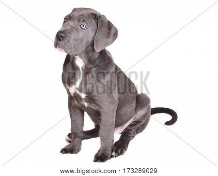 Cane corso puppy isolated on a white background