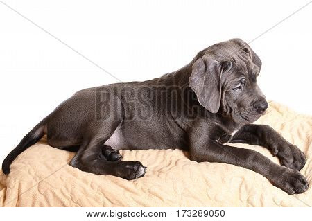 Cane corso puppy isolated on a white background