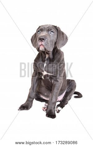 Cane corso puppy isolated on a white background