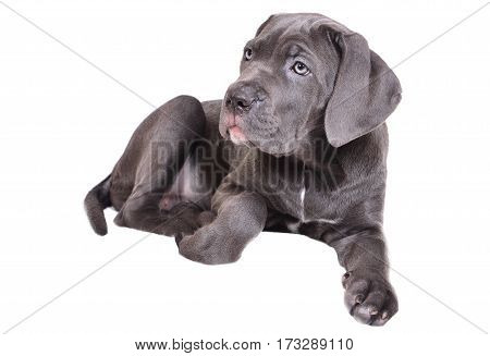 Cane corso puppy isolated on a white background