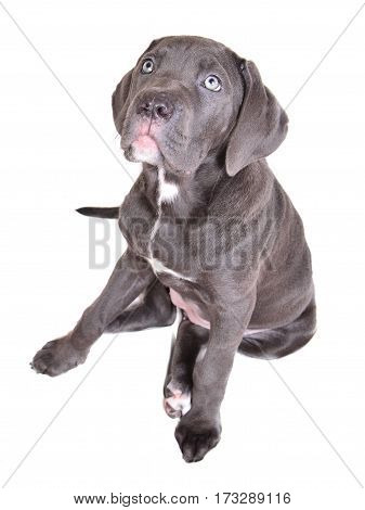 Cane corso puppy isolated on a white background