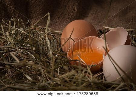 raw broken eggs in nest on jute sacks