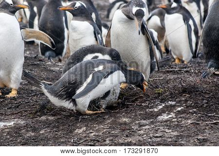Gentoo Penguin - Pygoscelis papua -Gentoo Penguin colony - Parents and chicks - Falkland Islands