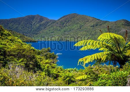 Tree Ferns And Turquoise Blue Water In Marlborough Sounds