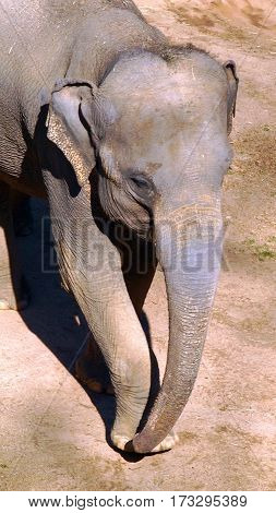 Elephant photographed from the front and above