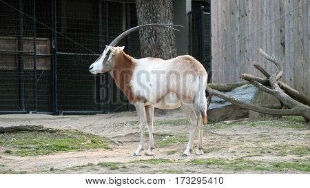 Dama gazelle with long horns photographed from the side