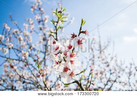 Pink Almond blossom set against a blue sky, vernal blooming of almond tree flowers in Spain