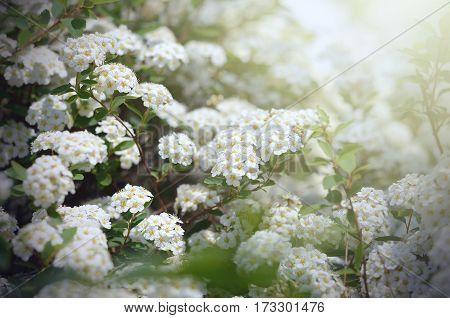 White Spiraea cantoniensis, spring flowers. Blooming bush. Spring seasonal background. Good for invitation, gift card, backdrop
