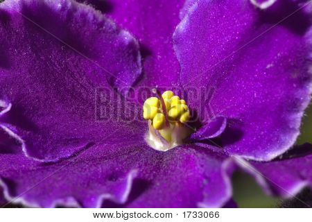 Lilla Violet makro