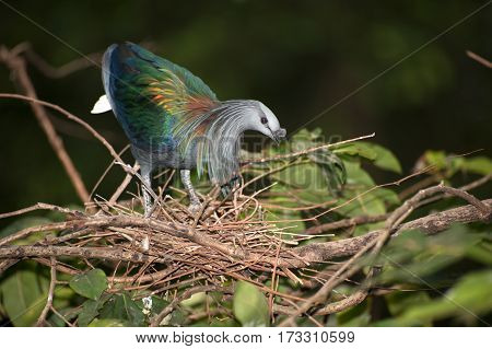 Colorful Nicobar Pigeon strolling down the pavement, side view seen from above, facing right, Thailand.
