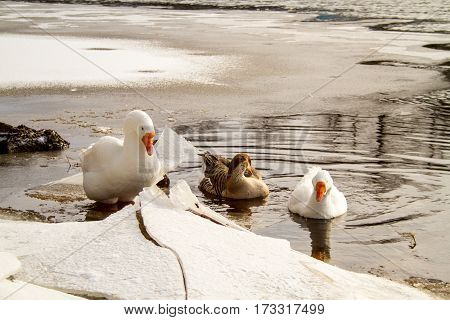 Saint Petersburg 02/26/2017: Geese on the water, surrounded by snow-covered ice