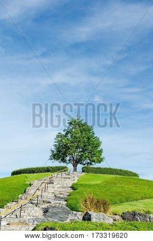A tree at Royal Park Rajapruek(Royal Flora Park) the landmark public park in chiangmai Thailand.