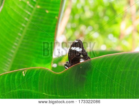 A pretty Black & White butterfly rests on a vibrant green leaf