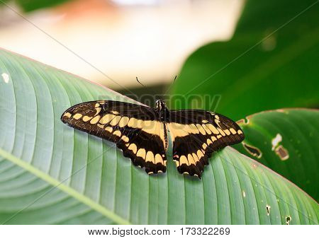 A Large Brown and Yellow Butterfly resting with wings extended on a green veined leaf