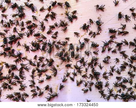 House Fly Insect Trap Adhesive Tape. Flies Stuck to Flypaper.