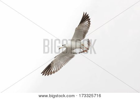 Bird Flying Seagull Isolated on White Background Sky Symbol of Freedom Concept