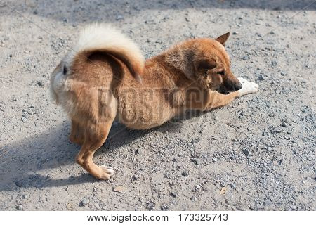 Thailand Domestic Stray Street Dog Stretching in the Morning