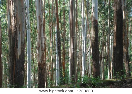 Eukalyptus-Bäume, Indien