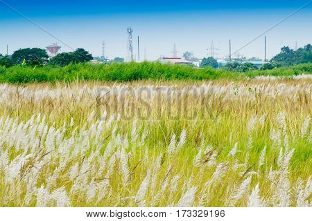Kans grass Saccharum spontaneum blue sky backgound Kolkata West Bengal India - welcoming autumn in the city.