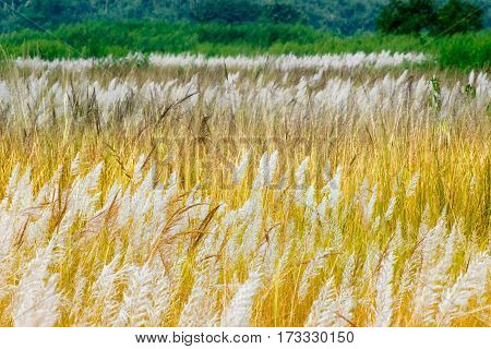 Kans grass Saccharum spontaneum dark green backgound Kolkata West Bengal India - welcoming autumn in the city.