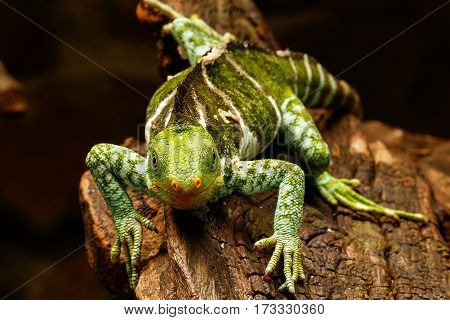 Fijian Crested Iguana (brachylophus Vitiensis) On Viti Levu Island, Fiji