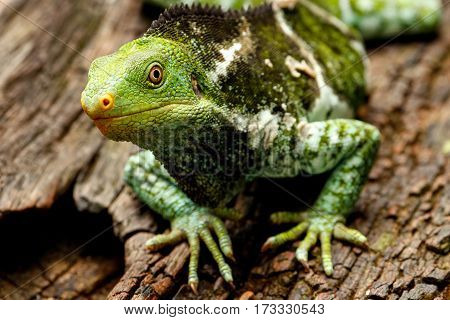 Portrait Of Fijian Crested Iguana (brachylophus Vitiensis) On Viti Levu Island, Fiji