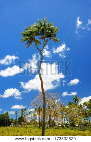 Double-headed Coconut Tree On Tongatapu Island In Tonga