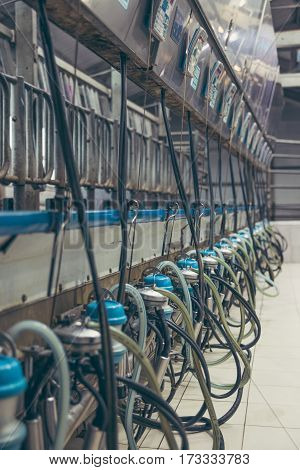 Machine milking cows using milking machines on the farm day