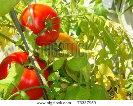 a trio of tomatoes ripening on the vine
